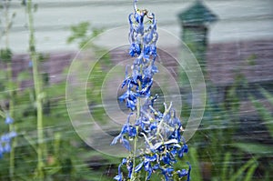 Delphinium flower blooming. watering summer garden. villatic holiday season. rain water for larkspur flowerbed. spring bloom.