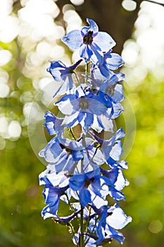 Delphinium flower candle. spring bloom. nature environment, ecology. summer garden. villatic holiday season. morning. larkspur