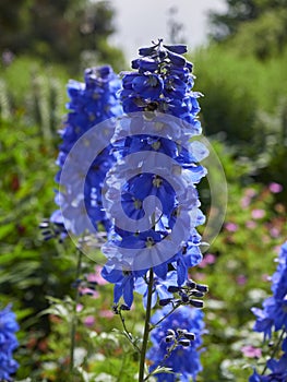 A Delphinium Flower head of the well known Summer Skies variety, showing off its deep blue colouration. photo