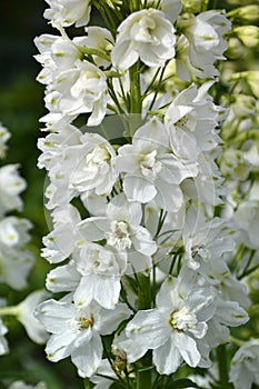Delphinium, flower, white, plant, leaf, nature