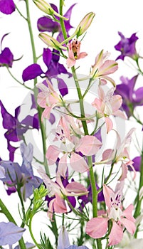 Delphinium flowers photo