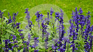 Delphinium flowers background