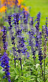 Delphinium flowers background