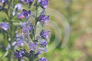 Delphinium flowers, bee pollinating, close up, natural background