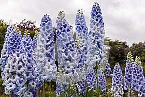 Delphinium flowers in a garden. photo