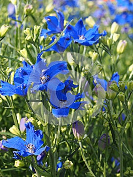 Delphinium grandiflorum