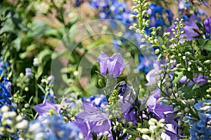 Delphinium grandiflorum flower in a green background