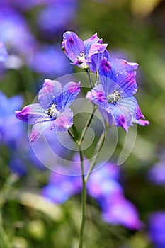The flowers of Delphinium grandiflorum photo