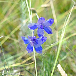 Delphinium grandiflorum or large-flowered delphinium flowers growing in Olkhon island, Russia photo