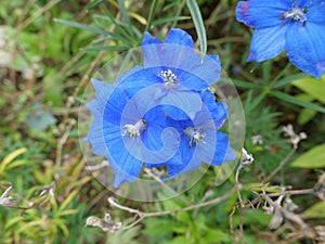 Delphinium grandiflorum in Zhongshan, China photo