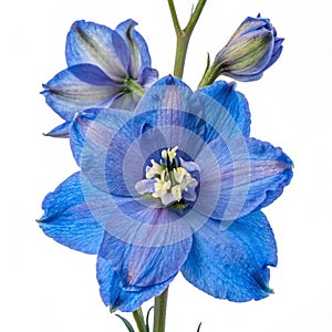Delphinium isolated on transparent background