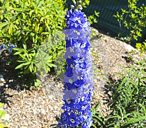 Delphinium King Arthur blue tropical flower close up