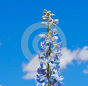 Delphinium Or Larkspur In Bloom