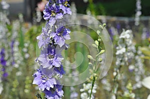Delphinium or larkspur flower on garden flower bed