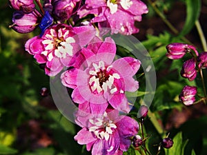 Delphinium larkspur `Magic Fountain Pink` closeup