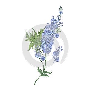 Delphinium or larkspur purple blooming flowers isolated on white background. Elegant detailed botanical drawing of wild