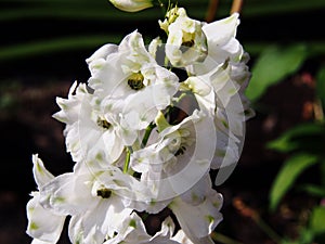 Delphinium - larkspur photo