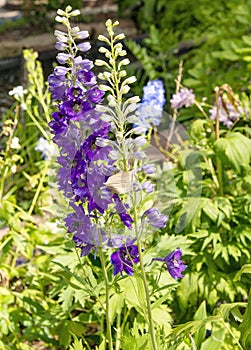 Delphinium - Magic Fountains