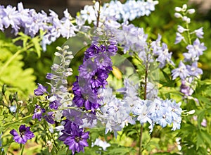 Delphinium - Magic Fountains