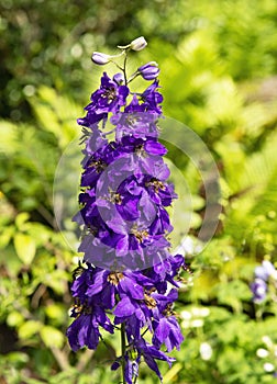 Delphinium - Magic Fountains