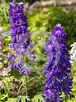 Delphinium - Magic Fountains