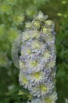 Delphinium mauve purple Sweet Sensation