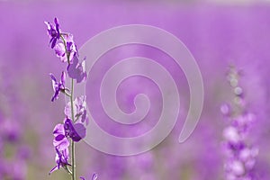 Delphinium purple flowers photo