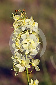 Delphinium semibarbatum flower , flora Iran