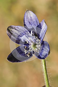 Delphinium staphisagria lice-bane or stavesacre medium-sized plant with beautiful deep blue flowers