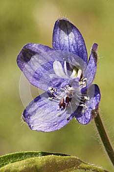 Delphinium staphisagria lice-bane or stavesacre medium-sized plant with beautiful deep blue flowers