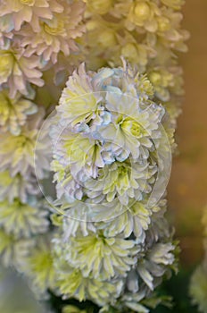 Delphinium Sweet Sensation. Candle Larkspur. Flowers cultivated in the garden