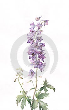 Delphinium watercolor painting photo