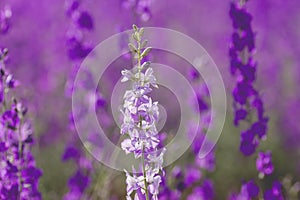 Delphinium white flowers photo