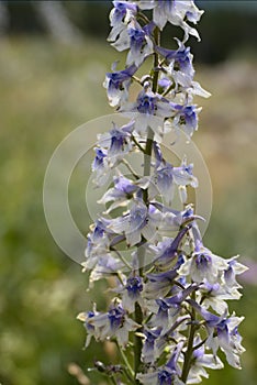Delphinium Ãâ occidentale