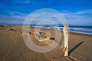 Delta del Ebro beach Punta del Fangar photo