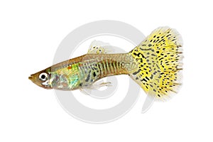 Delta Guppy Poecilia reticulata colorful rainbow tropical aquarium fish Note to editor: