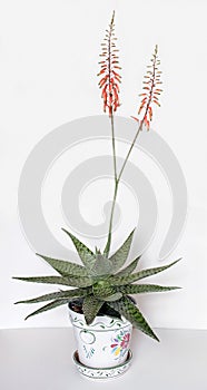 Delta Lights Aloe Vera Plant with Tall Flower Stalks