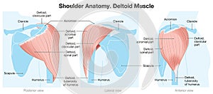 Deltoid Muscle. Shoulder Anatomy. Blue Version. Labeled