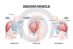 Deltoid muscle and skeletal shoulder anatomical structure outline diagram