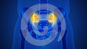 Anatomy concept of an arthritic sacroiliac joint photo