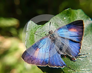 Rapala nissa closeup macro, butterfly open wings photo