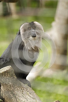 Curious Charm: Monkey\'s Playful Antics at San Diego Zoo photo