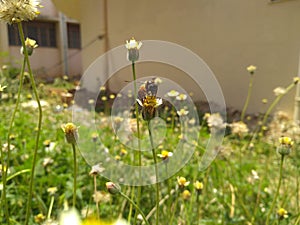 Honey bee sitting on the flower photo