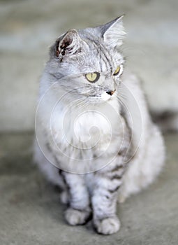 Demeanor of Persia Cat