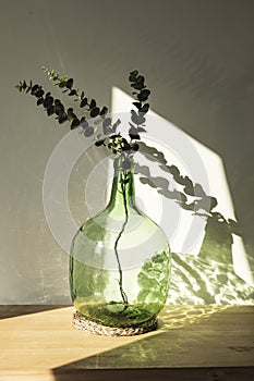 Demijohn vase with eucalyptus branches. Decorative glass vase