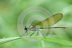 Demoiselle Calopteryx sits on a damp blade of grass in nature, against a green background with water drops on the grass