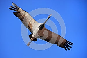 Demoiselle crain (Anthropoides virgo) flying in blue sky, Khichan village, India photo