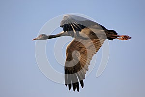 Demoiselle crain (Anthropoides virgo) flying in blue sky, Khichan village, India photo