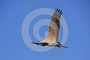 Demoiselle crain (Anthropoides virgo) flying in blue sky, Khichan village, India photo