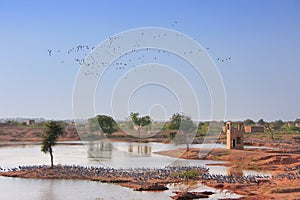 Demoiselle crains wintering near Khichan village, India photo